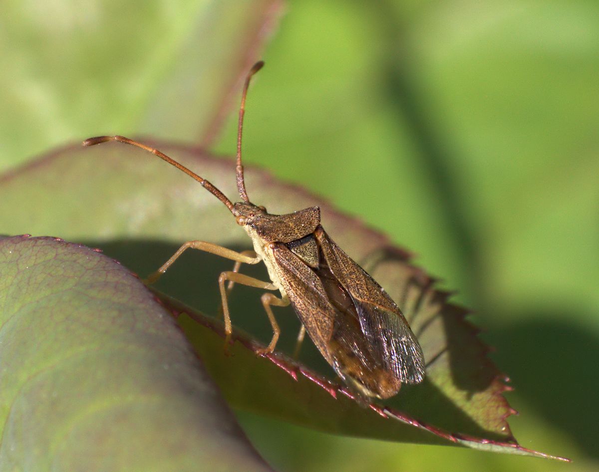 Gonocerus acuteangulatus